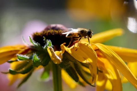 Hoverfly on Yellow Flower Stock Photos