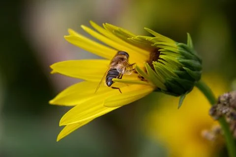 Hoverfly on Yellow Flower Stock Photos