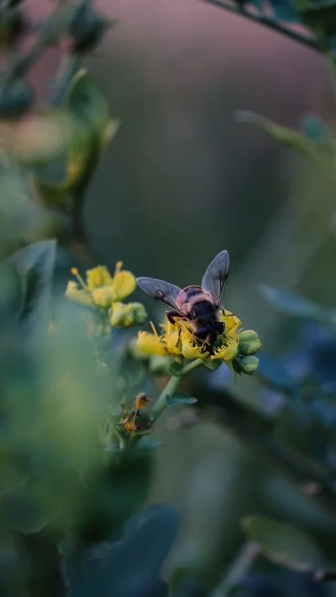 Hoverfly on Yellow Flower in Soft Focus Green Garden Stock Footage 297539072