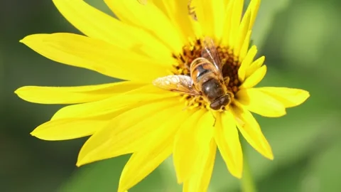 Hoverfly on Yellow Flower with Spider in Macro Stock Footage 318543839