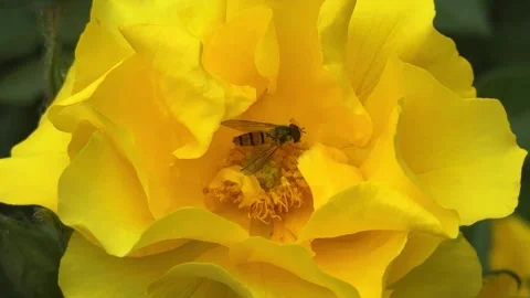 Hoverfly on a yellow rose flower. Video stock 336718851