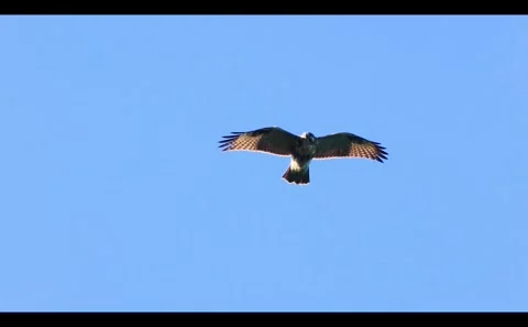 Hovering and Soaring in Slow Motion: A Buzzard's Flight Stock Footage 333184190