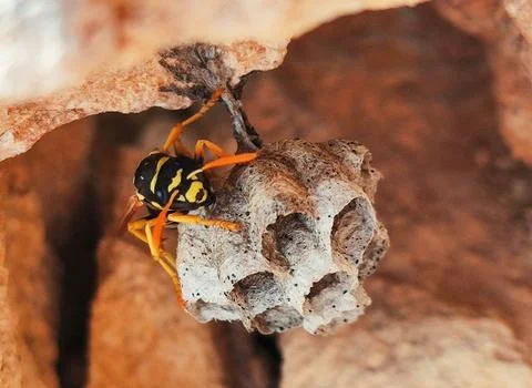 Hovering Beauty: A Vibrant Wasp and Its Meticulously Built Nest Stock Photos