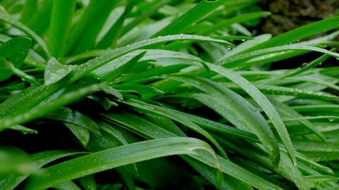 Hovering between lush green leaves in rainforest during the rain Stock Footage 106779644