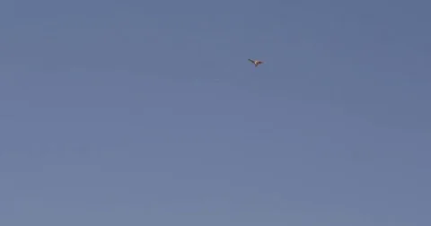Hovering burrowing owl dives for insects Stock Footage 83600231