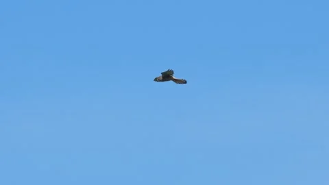 A hovering Common Kestrel in japan 動画素材 346228048
