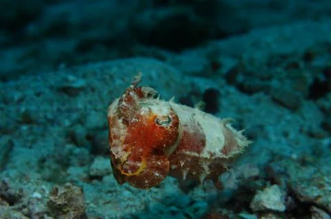 Hovering cuttlefish Foto stock