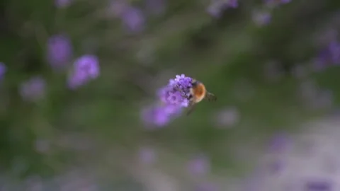 Hovering devotion in purple air Video stock 314426541