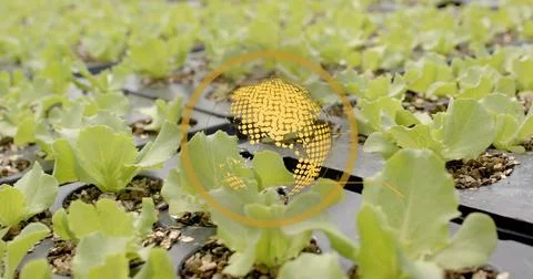 Hovering digital globe icon overlay above greenhouse seedling trays, with Stock Photos