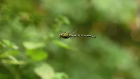 Hovering dragonfly in forest against blurry background; profile shot Stock Footage 181914595