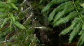 Hovering Dragonfly In Green Swamp / Jungle Vídeo HD