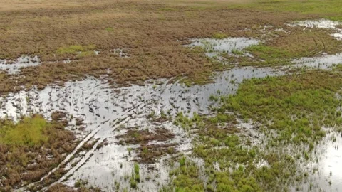 Hovering drone filming cranes in marshland Vidéo 326203860