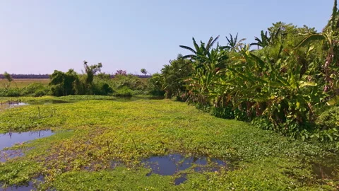 Hovering Drone Turns Above Marsh Fishpond and Jungle Stock Footage 344864435
