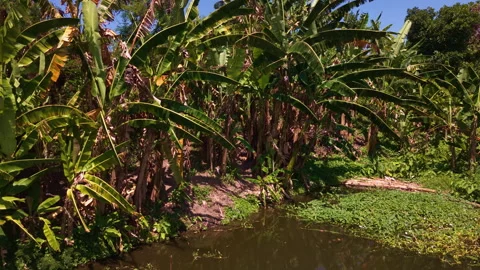 Hovering Drone Turns Above Marsh Fishpond Toward Jungle Banana Trees Stock Footage 344864583