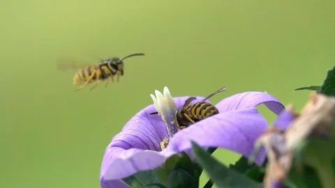 Hovering fly wasp bee observation Stock-Footage 77488139