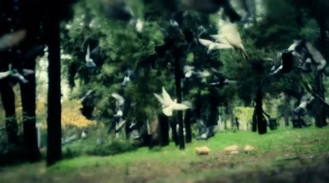 Hovering. Stock Footage 18183998