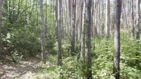Hovering forest hiking trees 1 Stock Footage 223856735