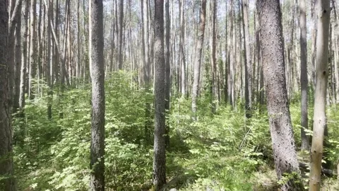 Hovering forest hiking trees 2 Stock Footage 223856916