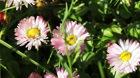 Hovering Garden Flowers 2 Video stock 60630000