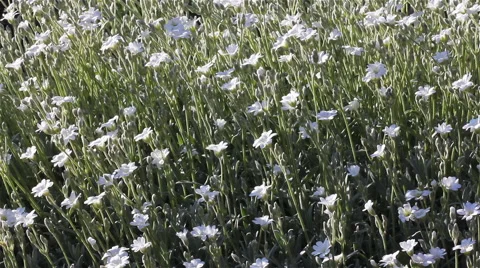 Hovering Garden Flowers Stock Footage 60630139
