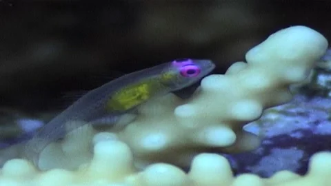 Hovering Goby (Bryaninops natans) On Coral Stock Footage 300393647