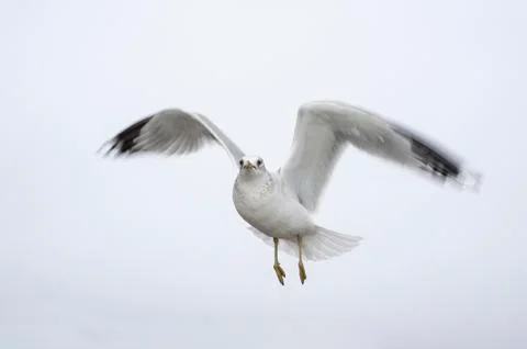 Hovering gull motion blurred wings Foto stock