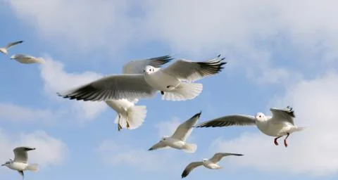 Hovering gulls Stock Photos