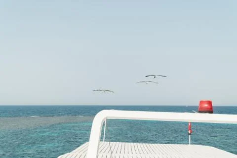 Hovering gulls on a yacht. View of the red sea Stock Photos