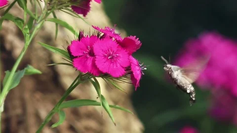 Hovering Hawk-Moth Close Up Stock Footage