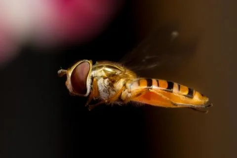 Hovering Hoverfly Stock Photos