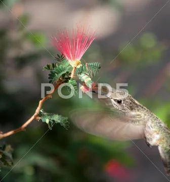 Hovering Hummingbird Feeds On Flower Stock Photos