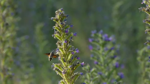 Hovering hummingbird hawk-moth collects nectar from Viper's Bugloss wildflowers Stock Footage 342124933