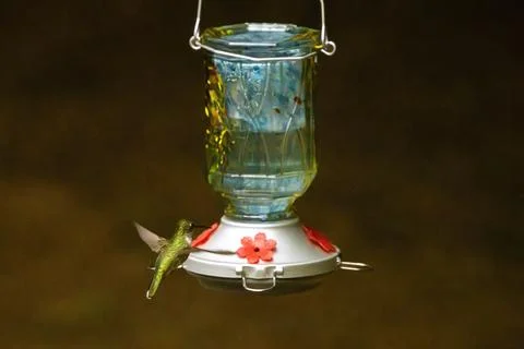 Hovering Hummingbird Stock Photos