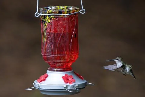 Hovering Hummingbird Stock Photos