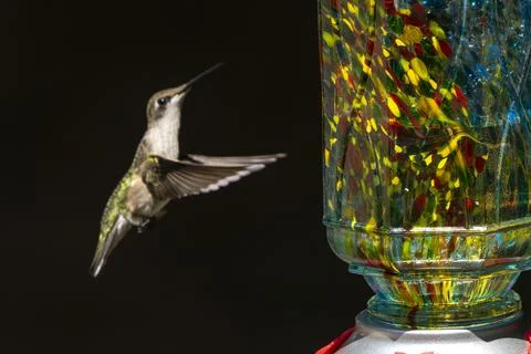 Hovering Hummingbird Stock Photos
