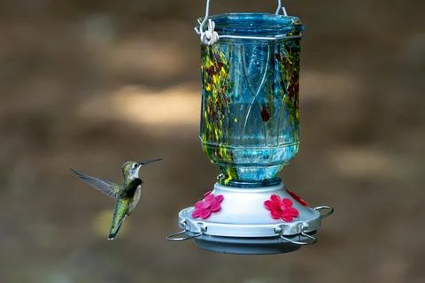 Hovering Hummingbird Stock Photos