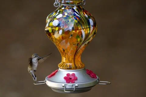 Hovering Hummingbird Stock Photos