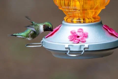 Hovering Hummingbird Foto stock