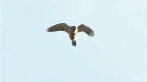 Hovering Kestrel flies out of shot Video stock 8906928