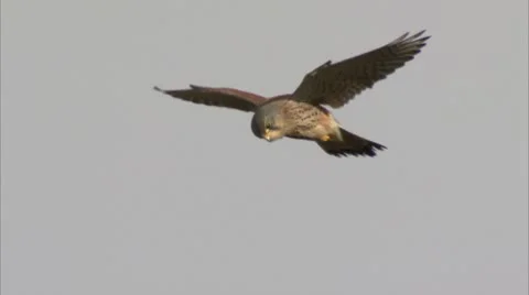 Hovering Kestrel Video stock 8907008