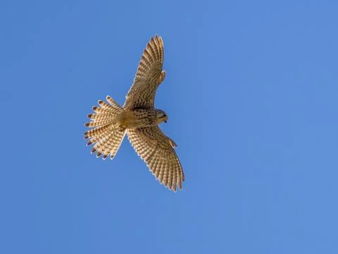 Hovering Kestrel Foto stock