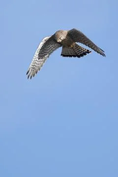 Hovering kestrel preparing to dive down Foto stock