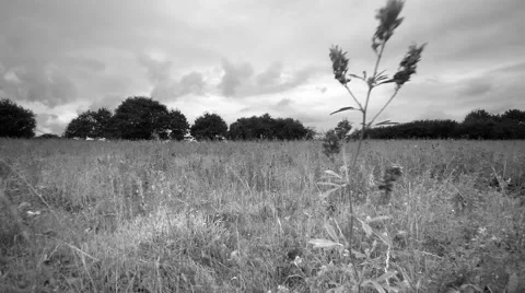 Hovering a meadow and soaring over a nice countryside. Black and white. Stock Footage 68447986