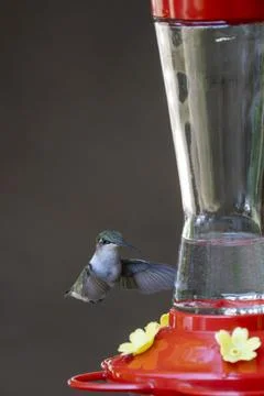 Hovering near a feeder Stock Photos