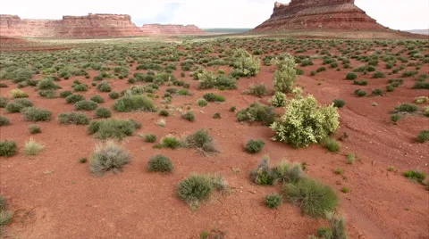 Hovering Over Plants in Bear's Ears National Monument Utah Stock Footage 63216044