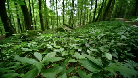 Hovering over Plants in a Forest Stock Footage 171242733