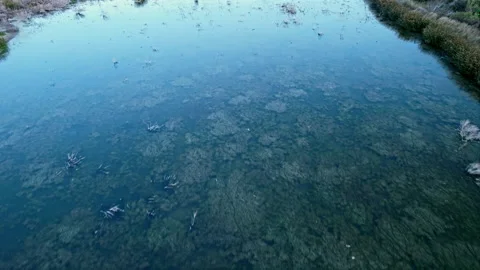 Hovering over shallow blue water in swamp Video stock 154519663