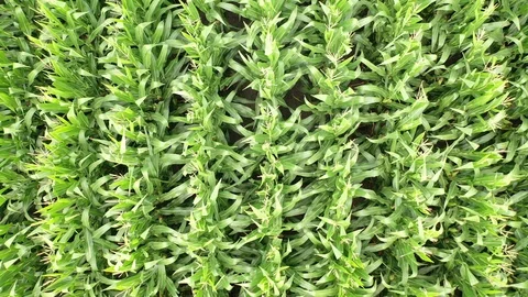 Hovering over stalks of corn Stock Footage 114333505