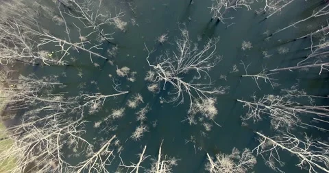 Hovering over tree cemetery Stock Footage 64165055