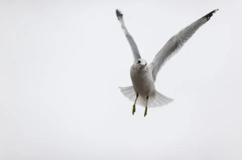 Hovering Ring-billed Gull Stock Photos